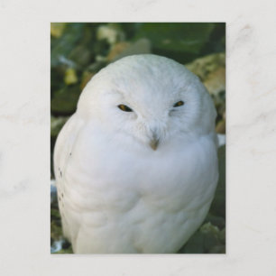 Carte Postale Hibou des neiges