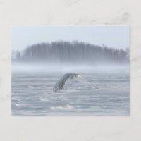 Hibou des neiges en vol en hiver