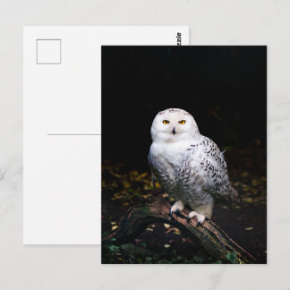 Carte Postale Hibou des neiges majestueux d'hiver