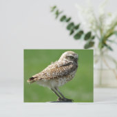Carte Postale Hibou des terriers (Debout devant)
