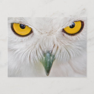 Carte Postale hibou des yeux jaunes