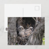 Carte Postale Hibou et owley (Devant / Derrière)