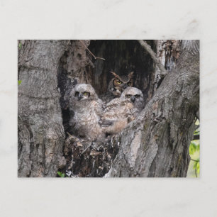 Carte Postale Hibou et owley