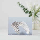 Carte Postale Hibou Harfang des neiges (Debout devant)