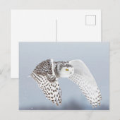 Carte Postale Hibou Harfang des neiges (Devant / Derrière)