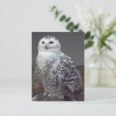 Carte Postale Hibou neigeux (Debout devant)