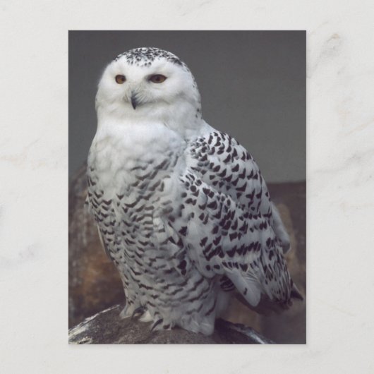 Carte Postale Hibou neigeux (Devant)