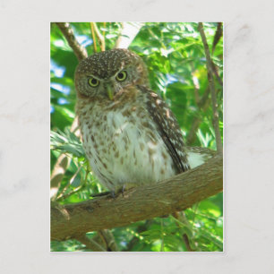 Carte Postale Hibou oiseau branche animale arbre de la nature
