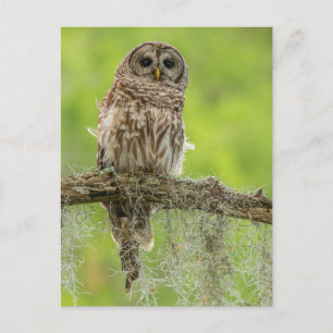 Carte Postale Hibou rayé sur branche d'arbre