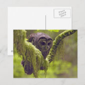 Carte Postale Hibou tacheté Strix occidentals (Devant / Derrière)
