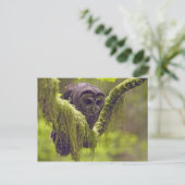 Carte Postale Hibou tacheté Strix occidentals (Debout devant)