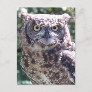 Carte Postale Hibou vous regarde!