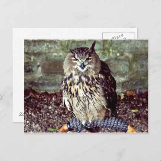 Carte Postale Hiboul d'aigle (Devant / Derrière)