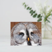 CARTE POSTALE HIBOUX (Debout devant)
