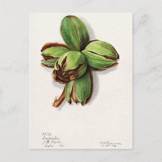Carte Postale Hickory (Carya) Peinture d'aquarelle aux fruits (Devant)
