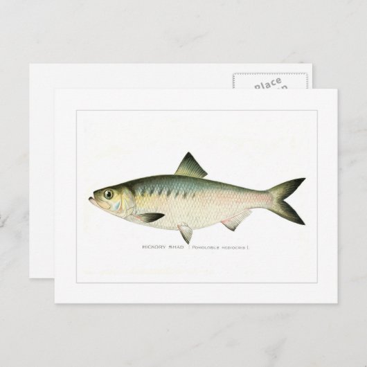 Carte Postale Hickory Shad (Devant / Derrière)