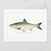 Carte Postale Hickory Shad (Devant)