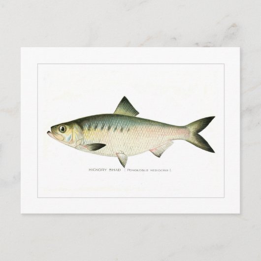 Carte Postale Hickory Shad (Devant)