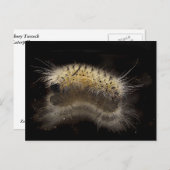 Carte Postale Hickory Tussock Caterpillar (Devant / Derrière)