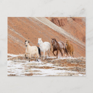 Carte Postale Hideout Ranch avec petit troupeau de chevaux en ne