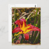 Carte Postale Hier Lily Après La Pluie (Devant / Derrière)