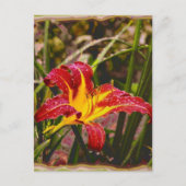 Carte Postale Hier Lily Après La Pluie (Devant)