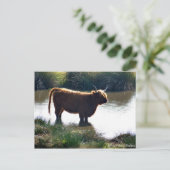 Carte Postale Highland Cattle (Debout devant)
