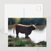 Carte Postale Highland Cattle (Devant / Derrière)