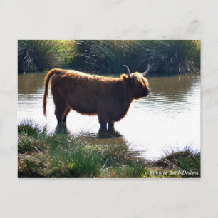 Carte Postale Highland Cattle