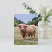 Carte postale Highland Cow (Debout devant)