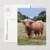Carte postale Highland Cow (Devant / Derrière)