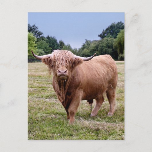 Carte postale Highland Cow (Devant)