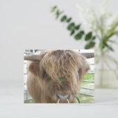 Carte Postale Highland Cow (Debout devant)