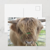 Carte Postale Highland Cow (Devant / Derrière)