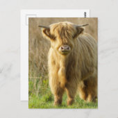 Carte Postale Highland Cow (Devant / Derrière)