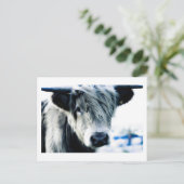Carte Postale Highland Cow (Debout devant)