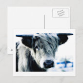 Carte Postale Highland Cow (Devant / Derrière)