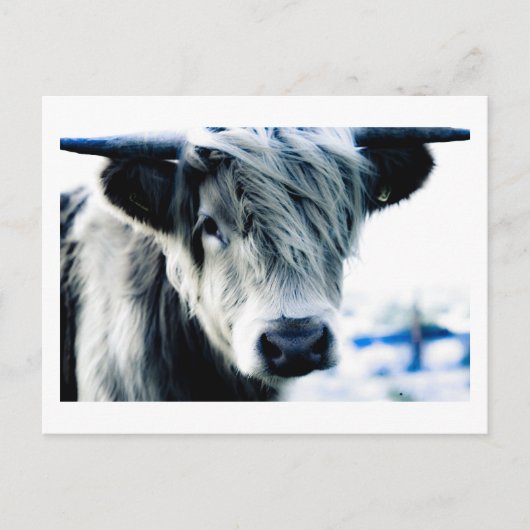 Carte Postale Highland Cow (Devant)