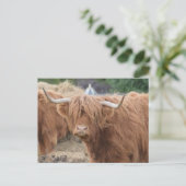 Carte Postale Highland Cow (Debout devant)