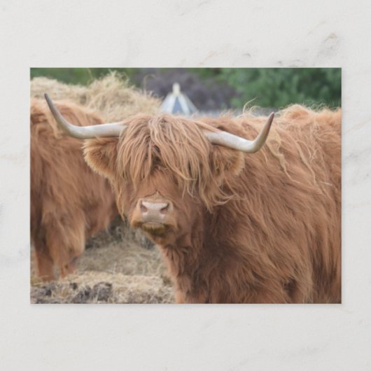 Carte Postale Highland Cow (Devant)