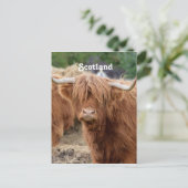 Carte Postale Highland Cow (Debout devant)