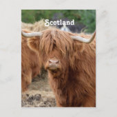 Carte Postale Highland Cow (Devant)