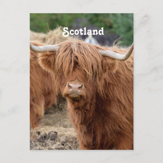 Carte Postale Highland Cow (Devant)