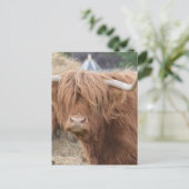Carte Postale Highland Cow (Debout devant)