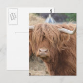 Carte Postale Highland Cow (Devant / Derrière)