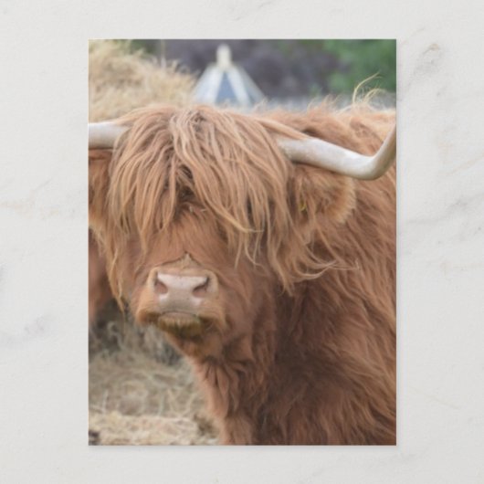 Carte Postale Highland Cow (Devant)