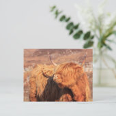 Carte postale Highland Cow (Debout devant)