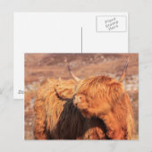 Carte postale Highland Cow (Devant / Derrière)