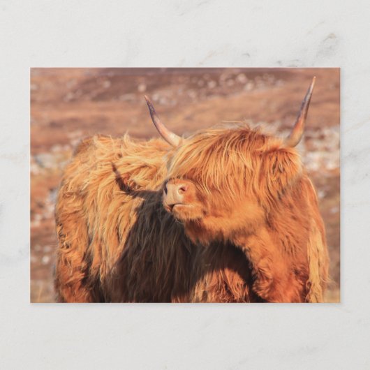 Carte postale Highland Cow (Devant)