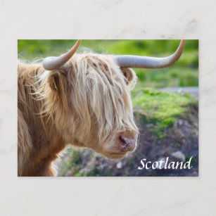 Carte postale Highland Cow Scotland